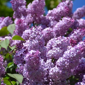 Syringa, Common Lilac 'Purple'