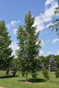 Betula, Paper Birch 'Prairie Dream®' (Large)