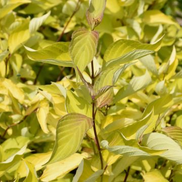 Cornus, Siberian Dogwood 'Prairie Fire'