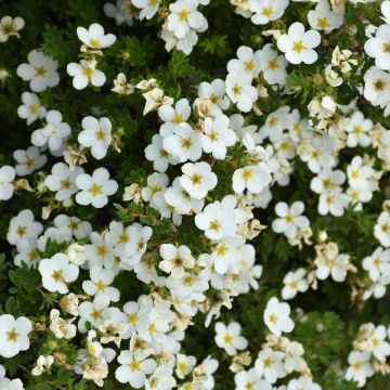 Potentilla, Shrubby Cinquefoil 'Abbotswood'