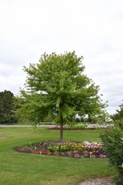 Acer, Freeman Maple 'Sienna Glen®'