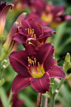 Hemerocallis, Red Daylily 'Ruby Stella'