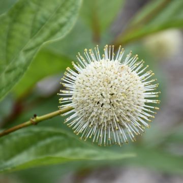 Cephalanthus, Buttonbush 'First Editions® Fiber Optics®'