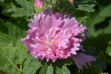 Alcea, Compact Hollyhock 'Spring Celebrities™ Pink'