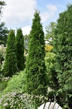 Thuja, Arborvitae 'American Pillar' (Large)