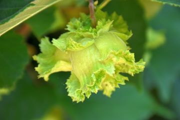 Corylus, American Hazelnut Shrub