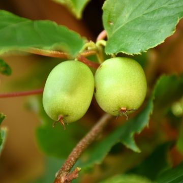 Actinidia, Kiwi Vine 'Issai Kiwi'