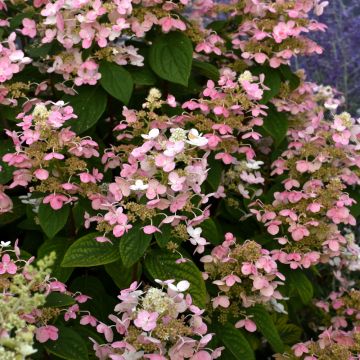 Hydrangea, Panicle 'Quick Fire®'