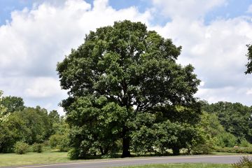 Quercus, Swamp White Oak (Large Sizes)