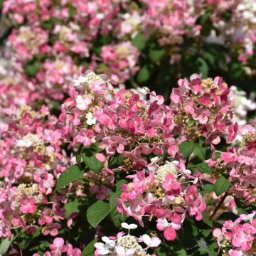 Hydrangea, Panicle 'Little Quick Fire®'