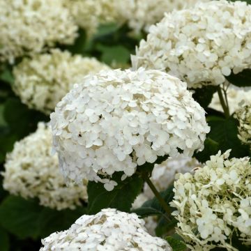 Hydrangea, Smooth 'Invincibelle Wee White®'