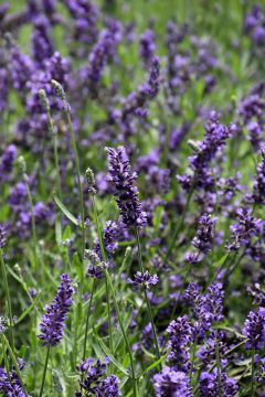 Lavandula, English Lavender 'SuperBlue'