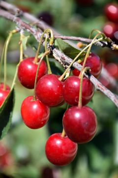 Prunus, Cherry 'North Star'