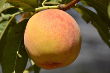 Prunus, Peach 'Reliance'