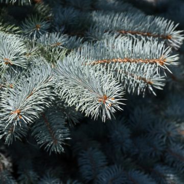 Picea, Colorado Blue Spruce 'Baby Blue' (Large Sizes)