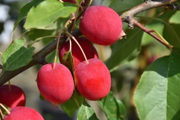 Malus, Flowering Crabapple 'Dolgo'