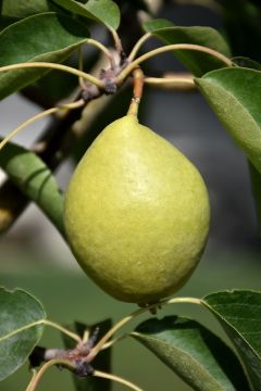 Pyrus, Pear 'Early Gold'