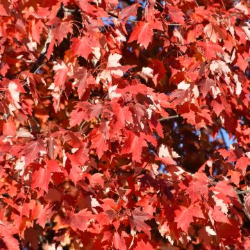 Acer, Freeman Maple 'First Editions® Matador™' (Large Sizes)