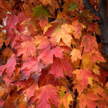 Acer, Red Maple 'Armstrong Gold®' (Large Sizes)