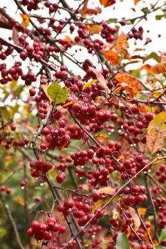 Malus, Flowering Crabapple 'Prairiefire' (Large Sizes)