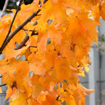 Acer, Sugar Maple 'Apollo®' (Large Sizes)