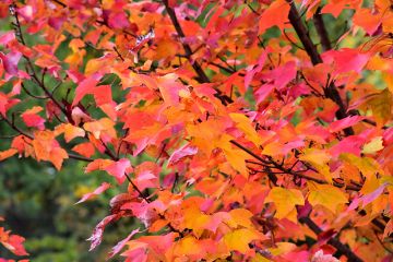 Acer, Red Maple 'Red Rocket'