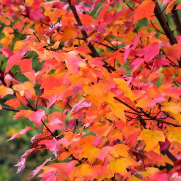 Acer, Red Maple 'Red Rocket' (Large Sizes)