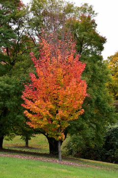 Acer, Red Maple 'Red Rocket' (Large)