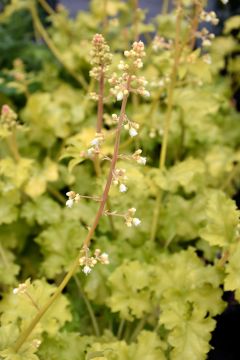 Heuchera, Green Leaf Coral Bells 'Lime Ruffles'