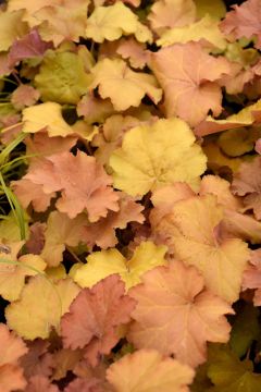 Heuchera, Gold Leaf Coral Bells 'Caramel'