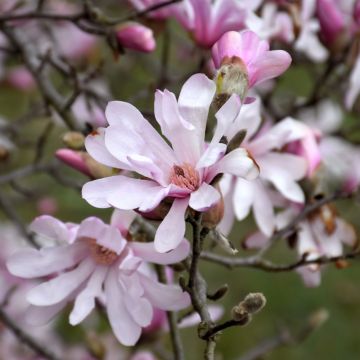 Magnolia, Loebner Magnolia 'Leonard Messel' (Large Sizes)