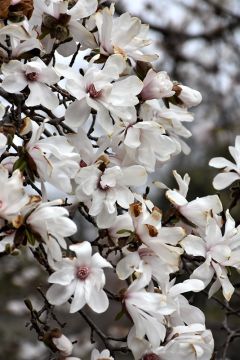 Magnolia, Loebner Magnolia 'Merrill'