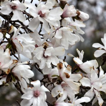 Magnolia, Loebner Magnolia 'Merrill' (Large Sizes)