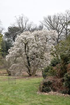 Magnolia, Loebner Magnolia 'Merrill' (Large)