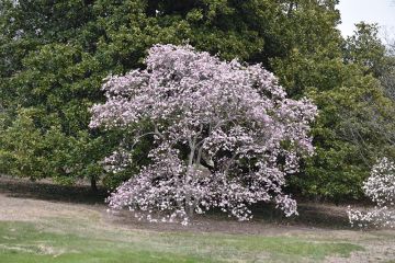 Magnolia, Loebner Magnolia 'Leonard Messel' (Large)