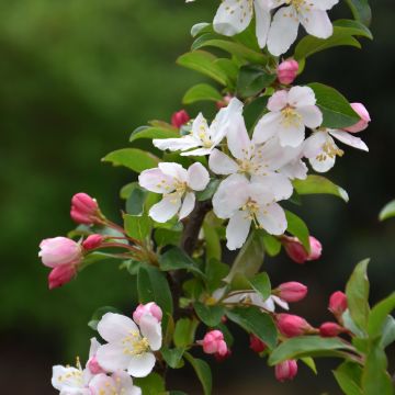 Malus, Flowering Crabapple 'Sparkling Sprite®' (Large Sizes)