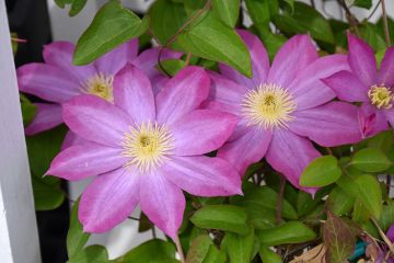 Clematis, 'Pink Champagne'