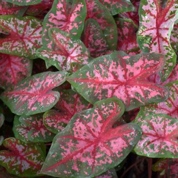 Caladium, Carolyn Whorton