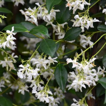 Jasmine, Confederate Star-Jasmine