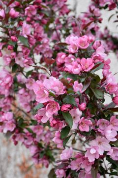 Malus, Flowering Crabapple 'First Editions® Gladiator™' (Large Sizes)