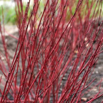 Cornus, Siberian Dogwood 'First Editions® Baton Rouge™'