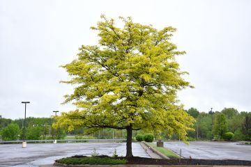 Gleditsia, Thornless Honeylocust 'Sunburst®' (Large)