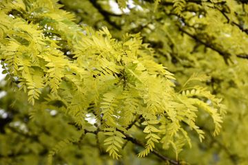 Gleditsia, Thornless Honeylocust 'Sunburst®'