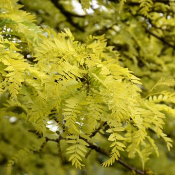 Gleditsia, Thornless Honeylocust 'Sunburst®' (Large Sizes)