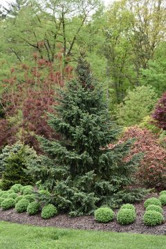 Picea, Serbian Spruce 'Bruns' (Large)