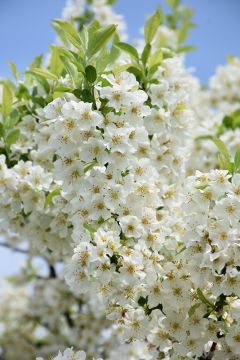 Malus, Flowering Crabapple 'Lollipop®' (Large)