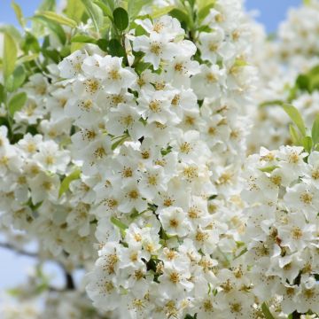 Malus, Flowering Crabapple 'Lollipop®' (Large Sizes)