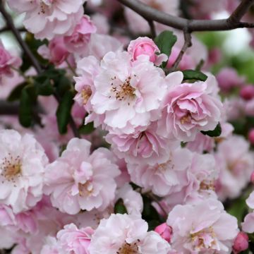 Malus, Flowering Crabapple 'Prairie Rose' (Large Sizes)