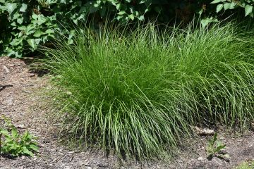 Carex, Fox Sedge 'Minnesota Native'