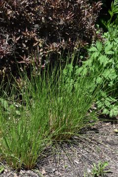 Juncus, Common Rush 'Minnesota Native'